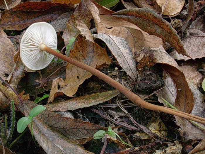 473 Ottobre vecchio ritrovamento